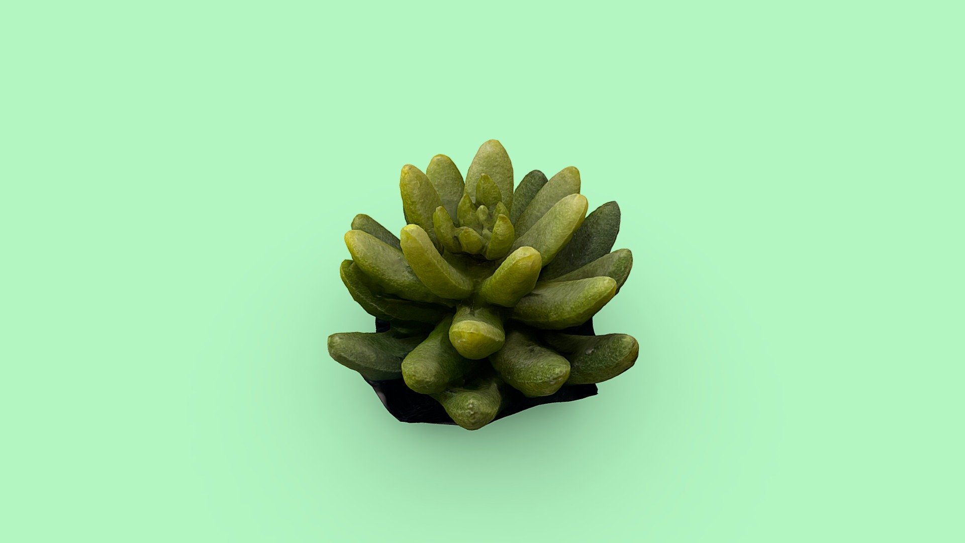 Day 145: Little Plant