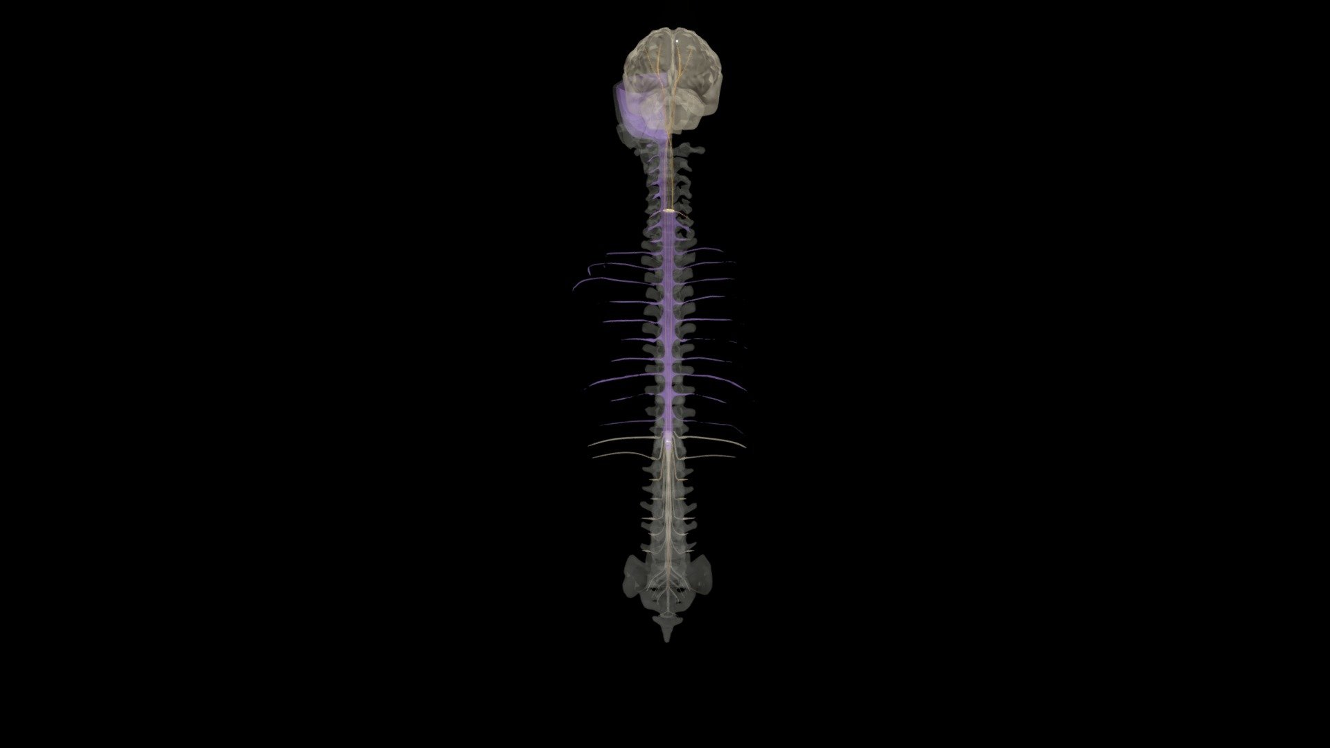 Corticospinal Tract Animation