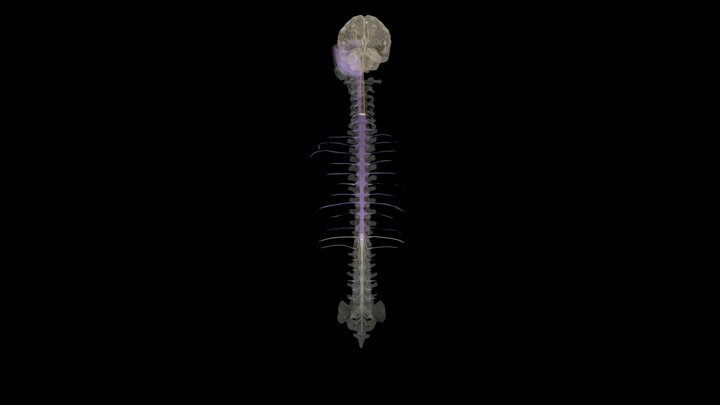 Corticospinal Tract Animation 3D Model