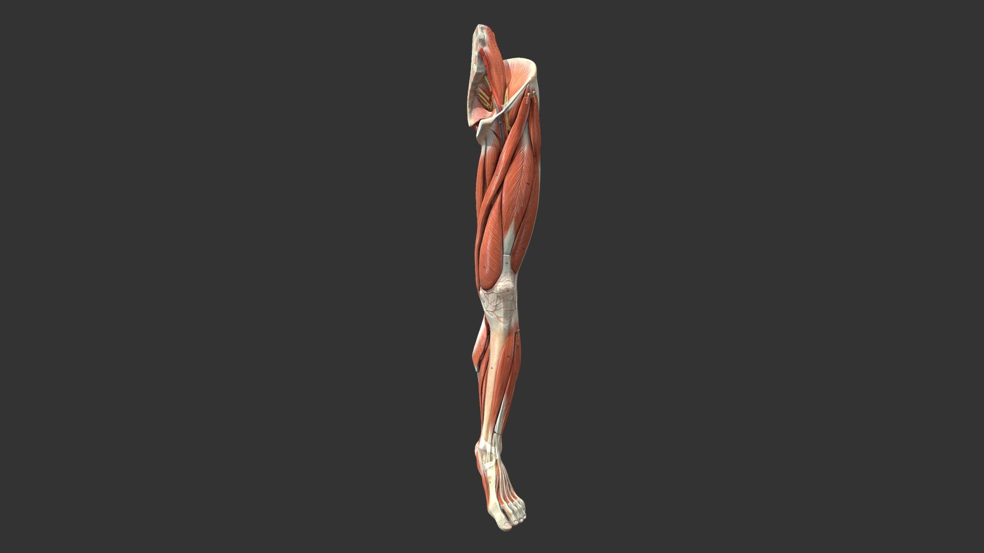 lower limb1 - 3D model by 輔仁大學 [9084ca8] - Sketchfab