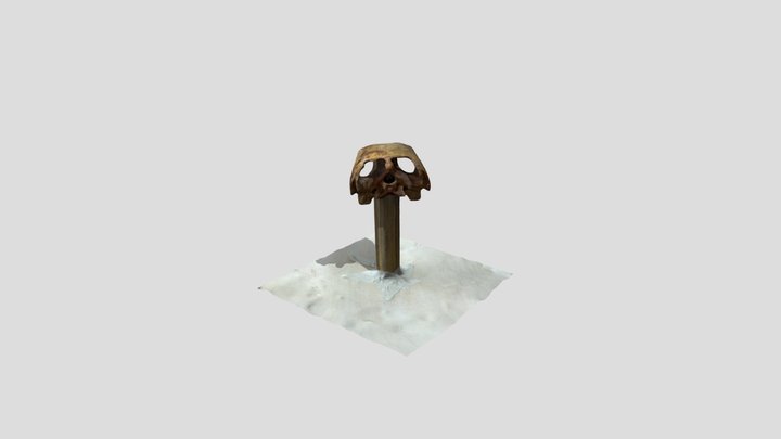 CABEZA DE TORTUGA 3D Model