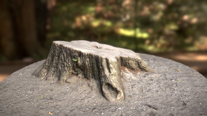 Large tree stump 3D Model