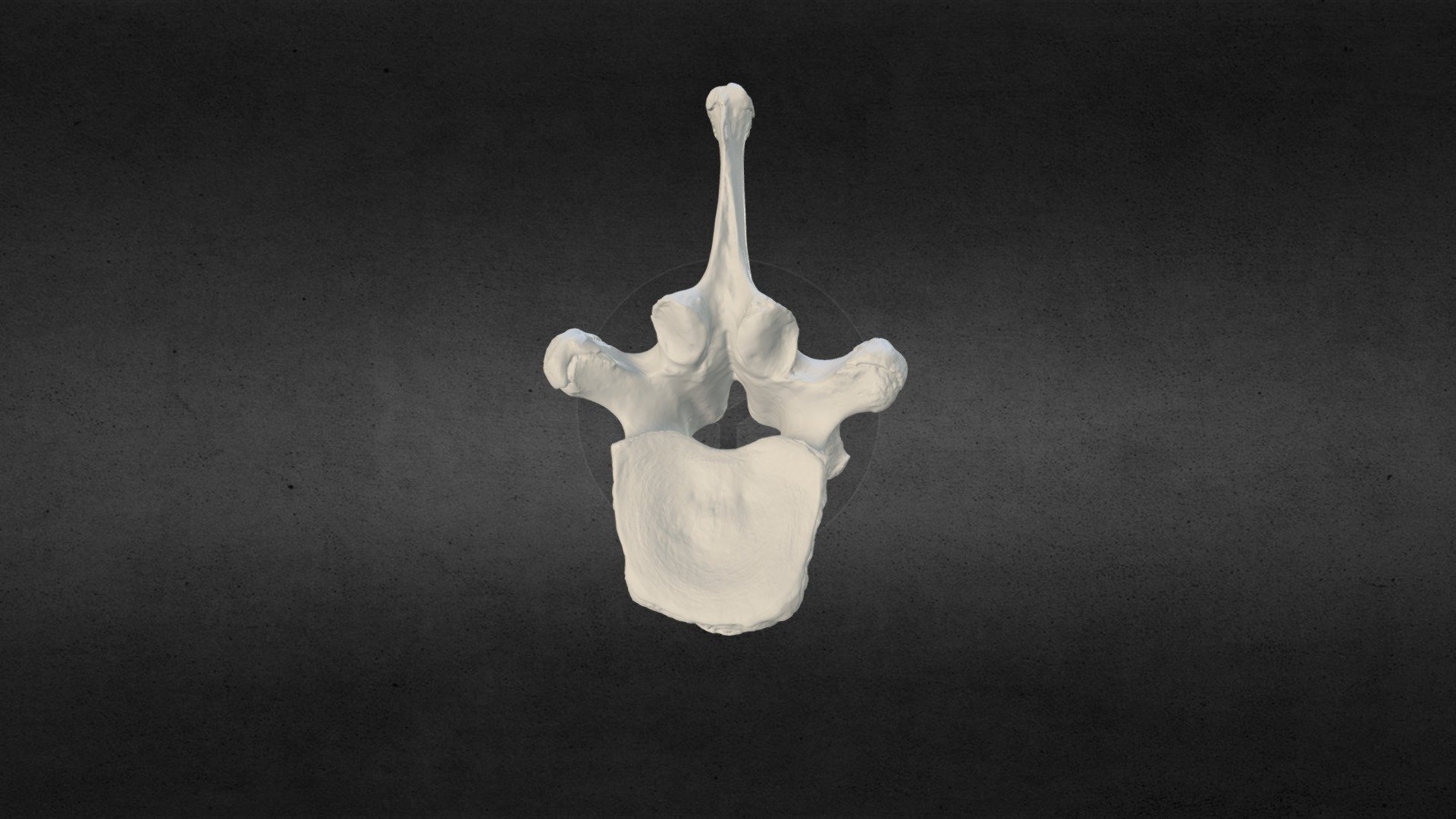 Loxodanta africana (elephant) Thoracic vert 19