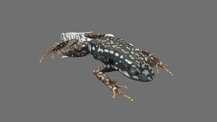 Epipedobates tricolor QCAZA76978 3D Model