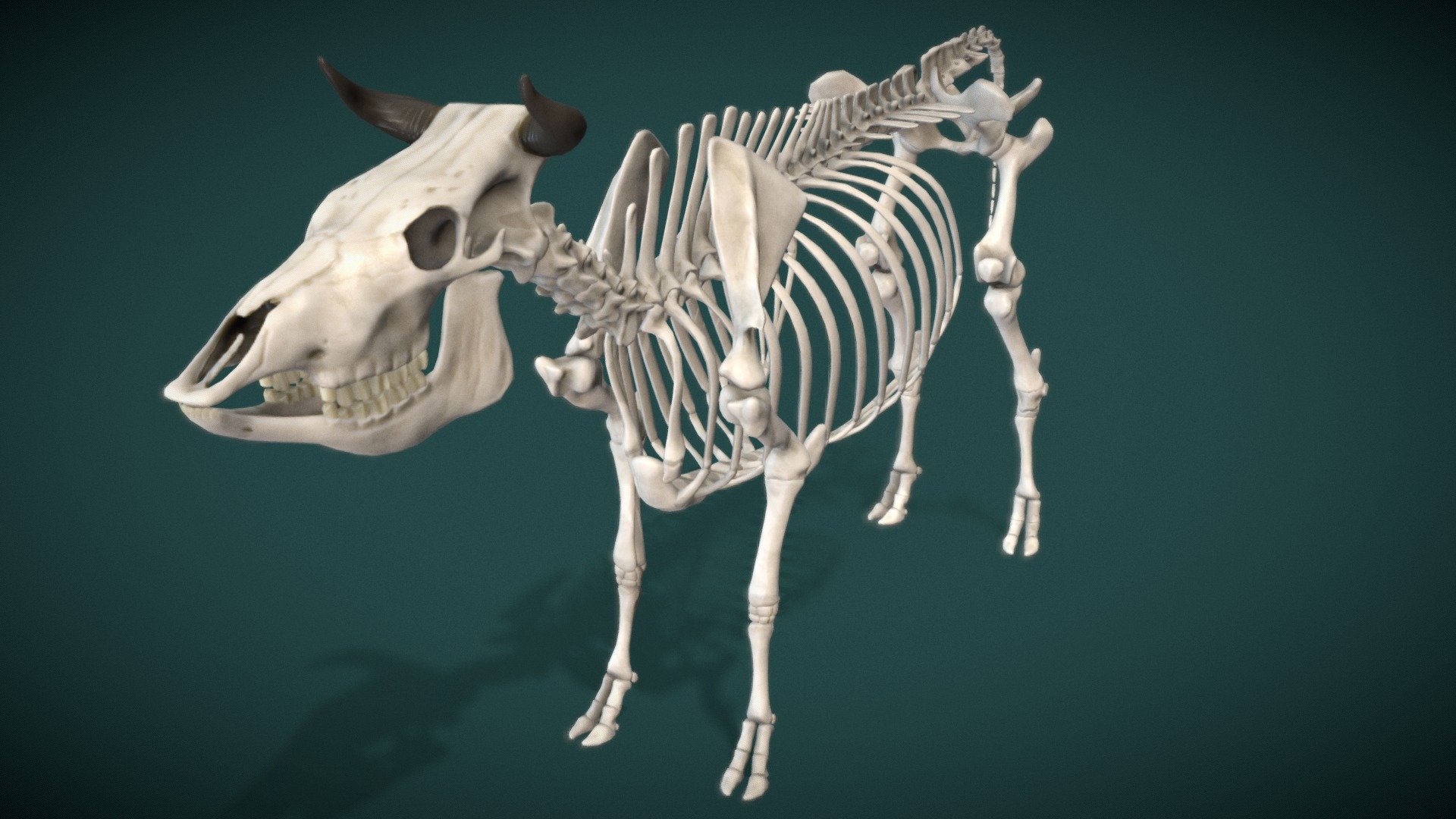 Cow Skeleton 3D model by James.Simon (James.Simon) [90937be] Sketchfab