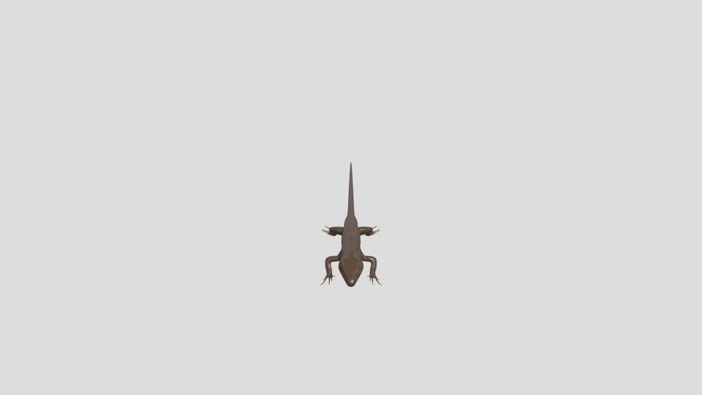 Lizard Template