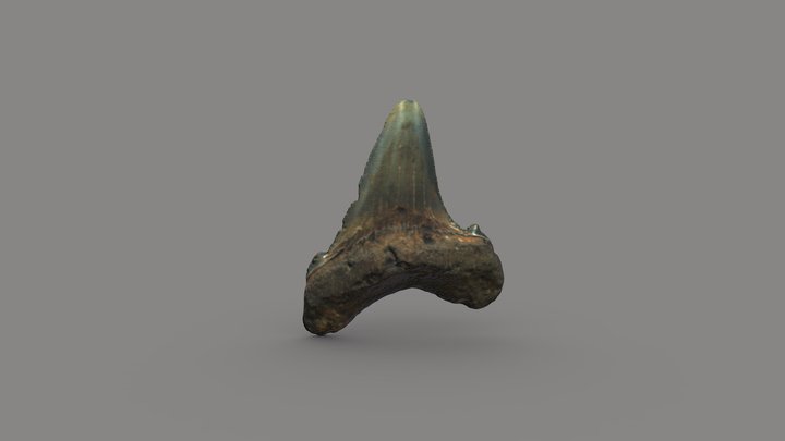 Megalodon Tooth (Eocene) 3D Model