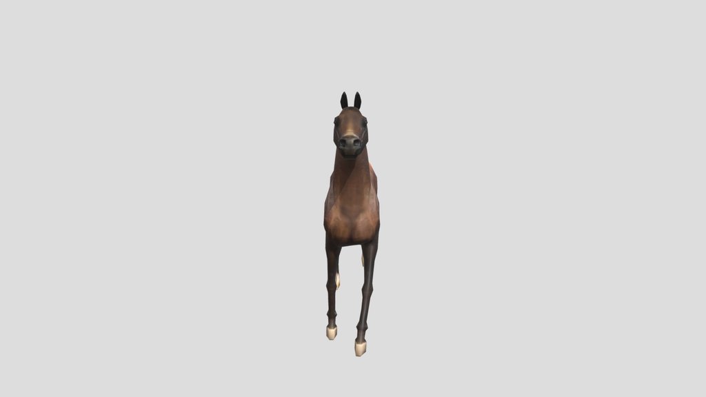 Arabian Horse Trotting