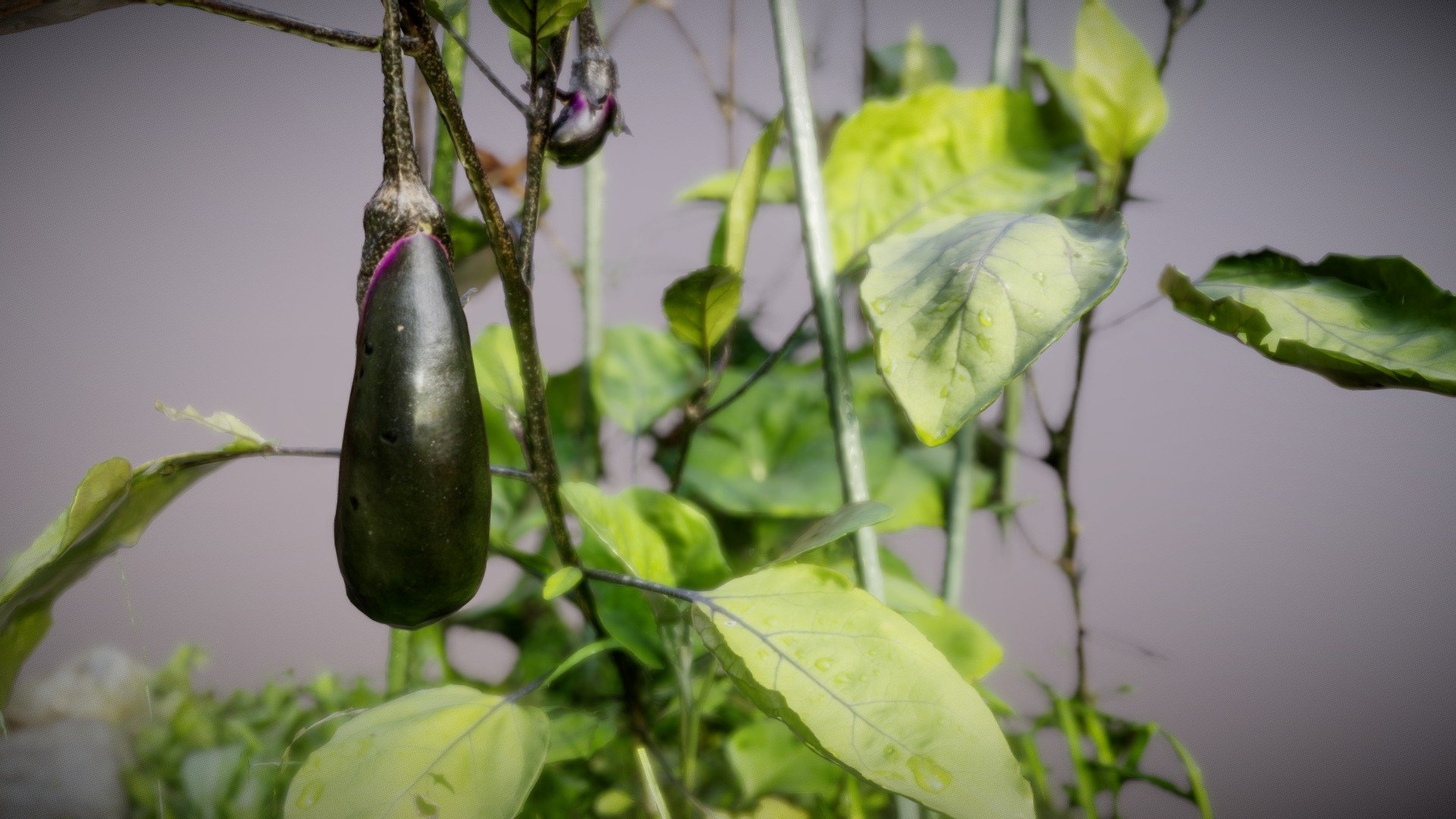 Eggplant In My Garden Realitycapture Download Free 3d Model By 