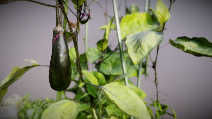 Eggplant in my garden - RealityCapture – Modello 3D gratuito STL