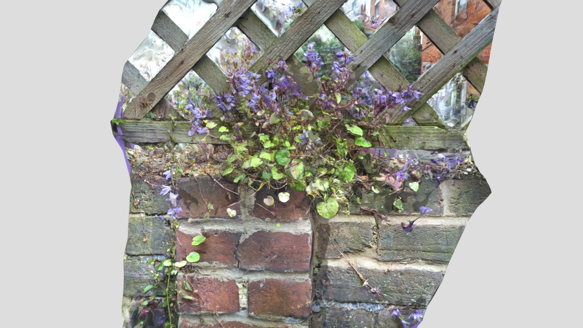 Weeds on a wall