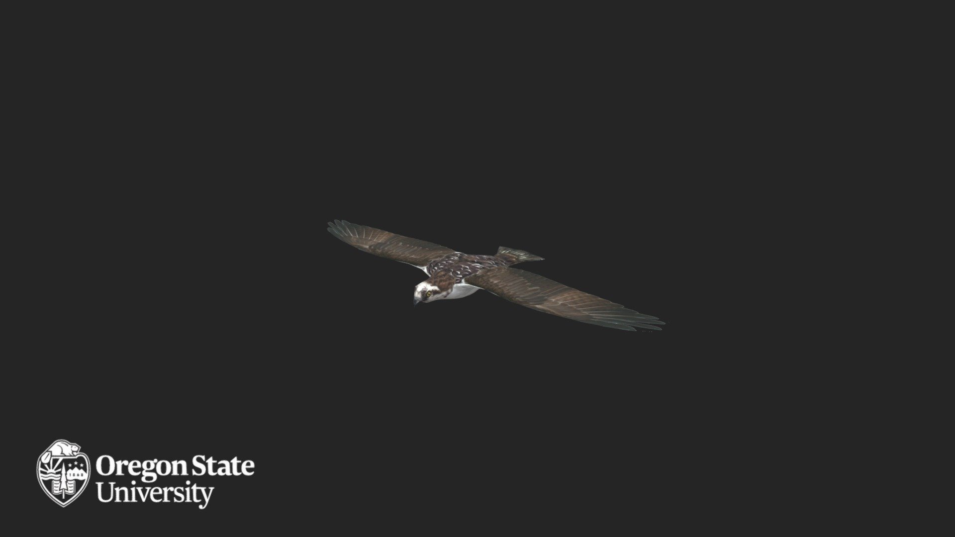 Osprey - in Flight - Download Free 3D model by Oregon State University ...