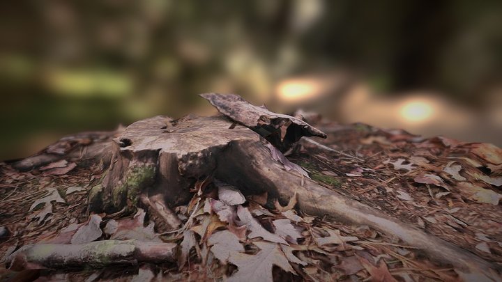 Tree Stump with roots, ground, and fall leaves 3D Model