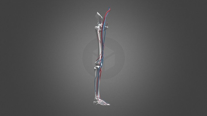 Sağ Bacak - Damar Kemik 3D Model
