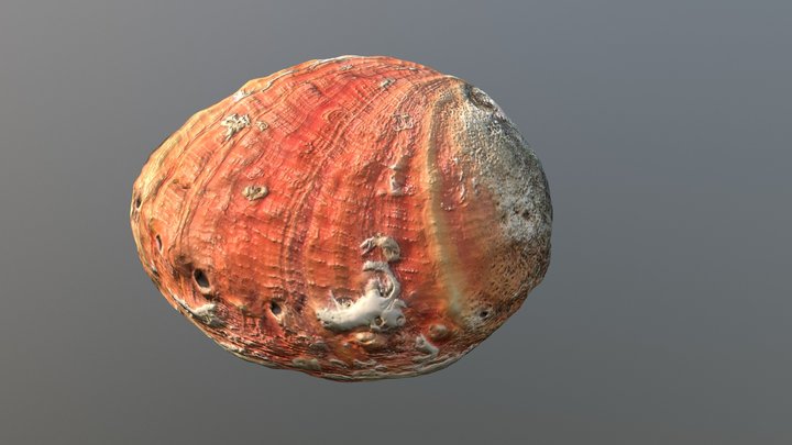 1800's Red Abalone Shell from La Jolla, CA 3D Model