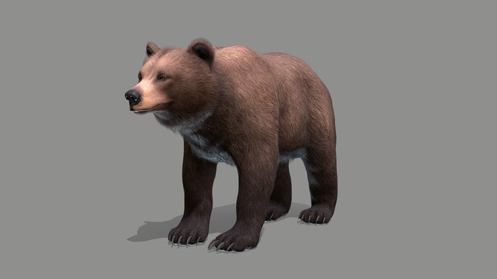 PBR Grizzly Bear - Modelling