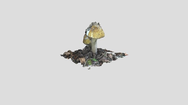 Mushrooms 3D Model