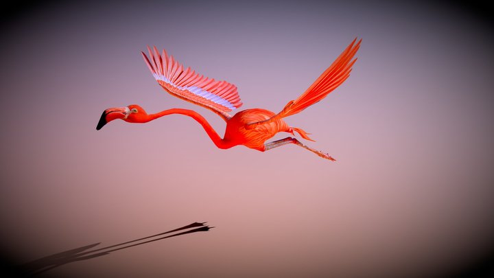 American Flamingo