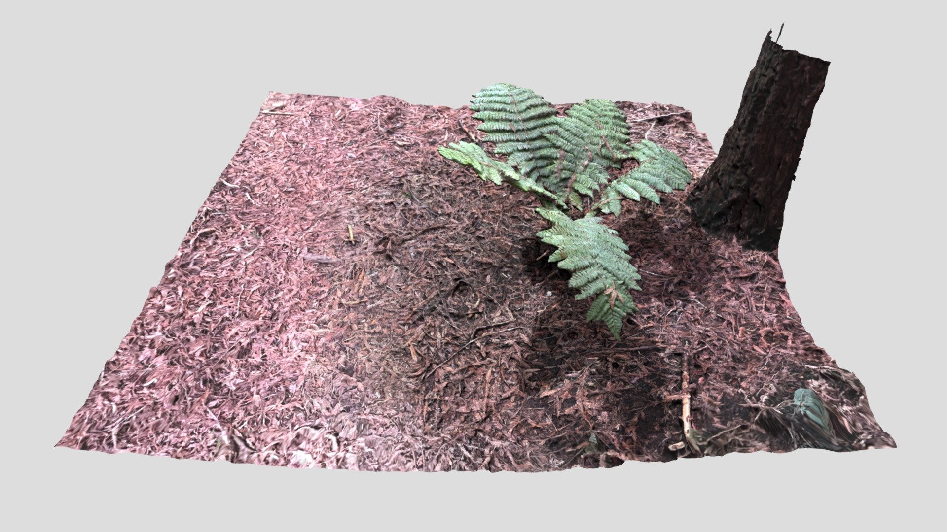 New Zealand Fern