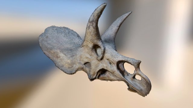 Triceratops horridus - Retopologized 3D Model