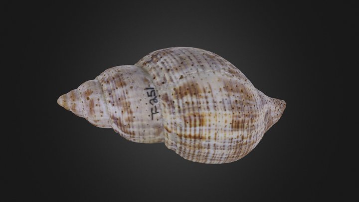 Porifera: Cliona celata borings on gastropod – Free 3D Model STL