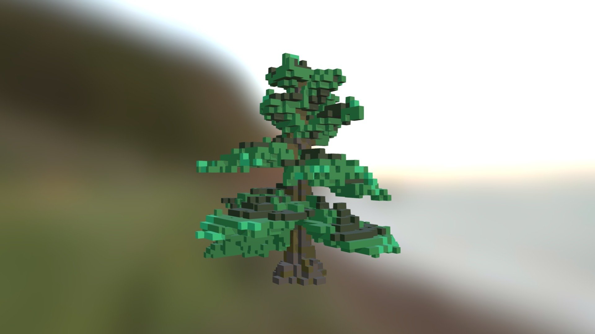 Evergreen Tree