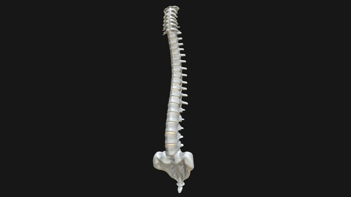Anatomy - Human spine 2 3D Model