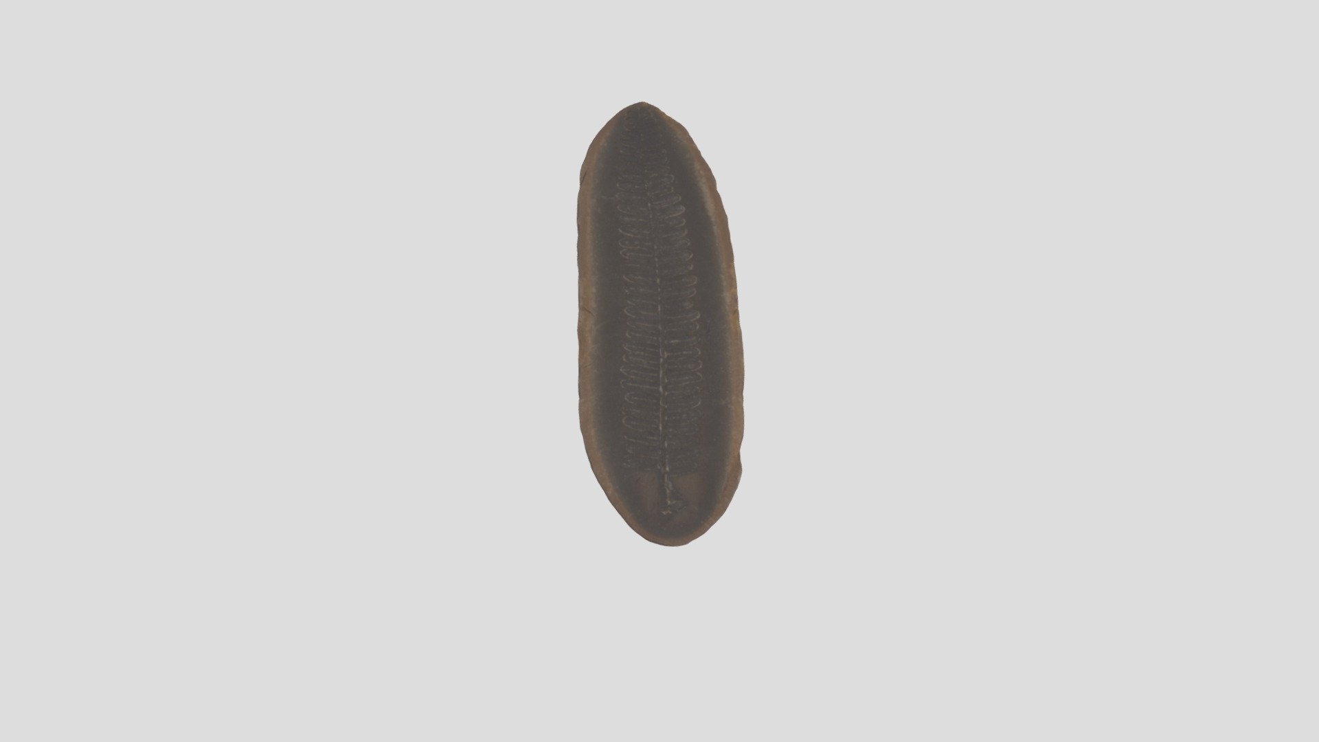 Carboniferous Pecopteris Leaf Fossil