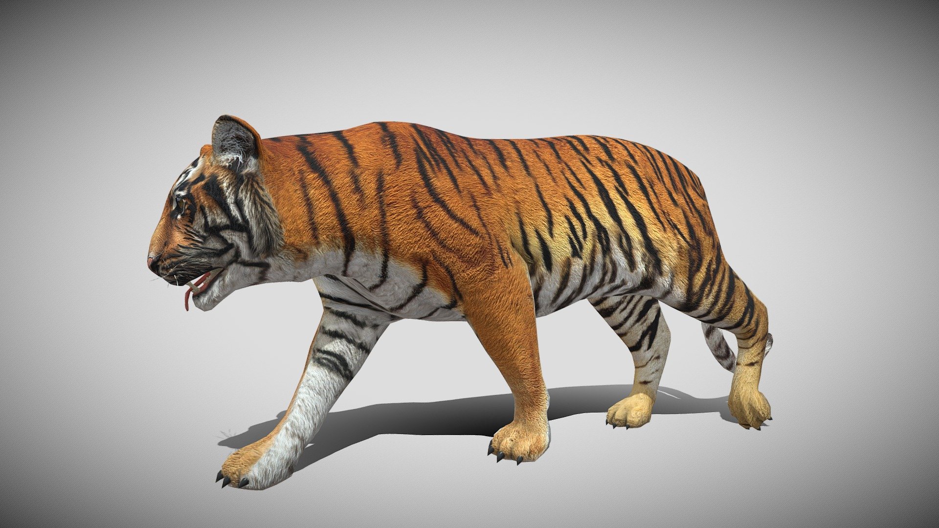 Medhue Tiger - Buy Royalty Free 3D model by Medhue (@Medhue1) [90bd377 ...