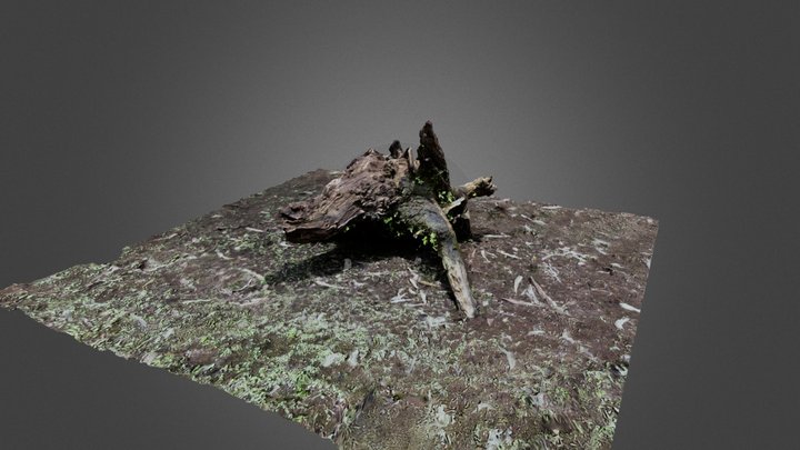 Large stump 3D Model