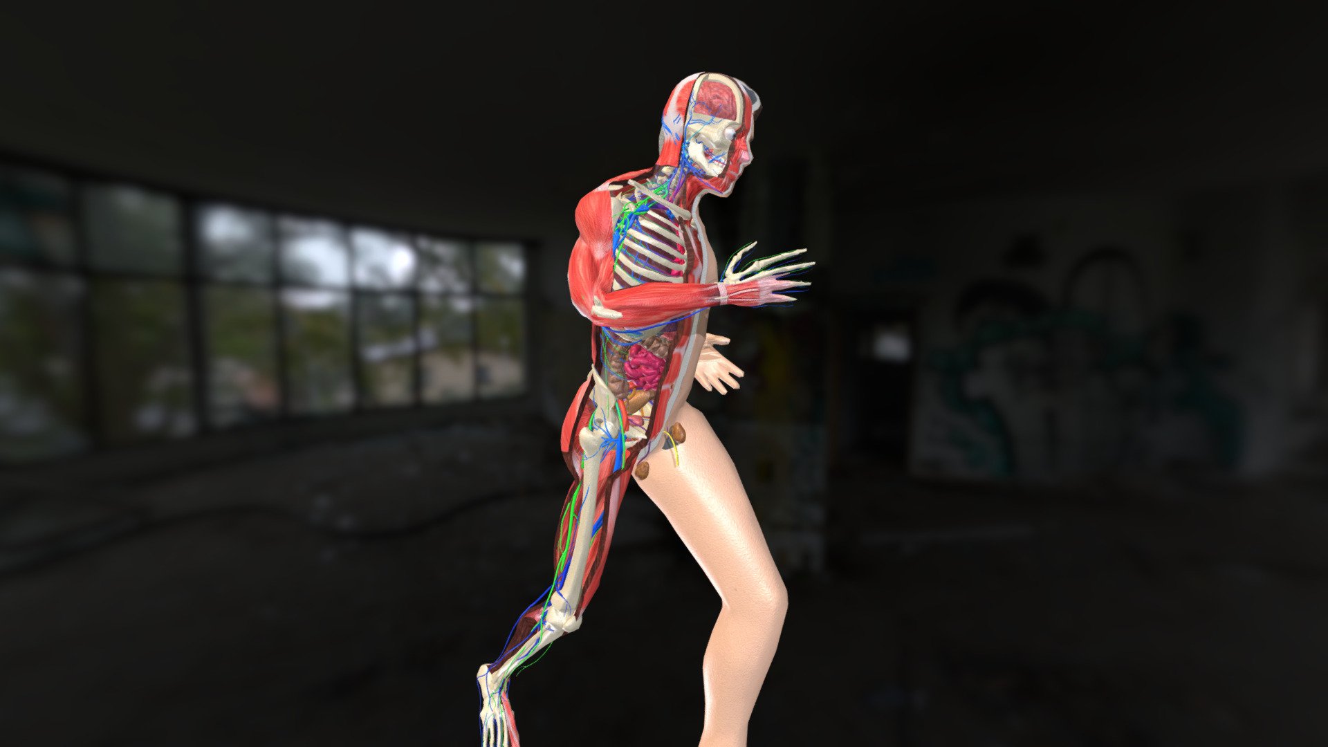 Animation Dissection Anatomy Systems: RUNING - Buy Royalty Free 3D ...