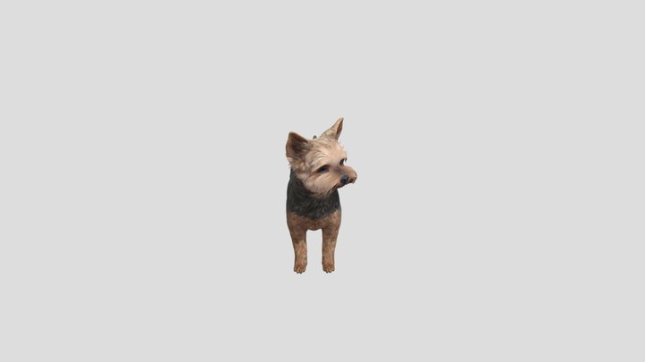 Dog Yorkshire 3D Model
