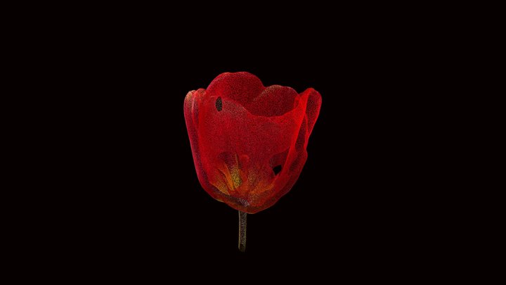 Red Tulip 3D Model