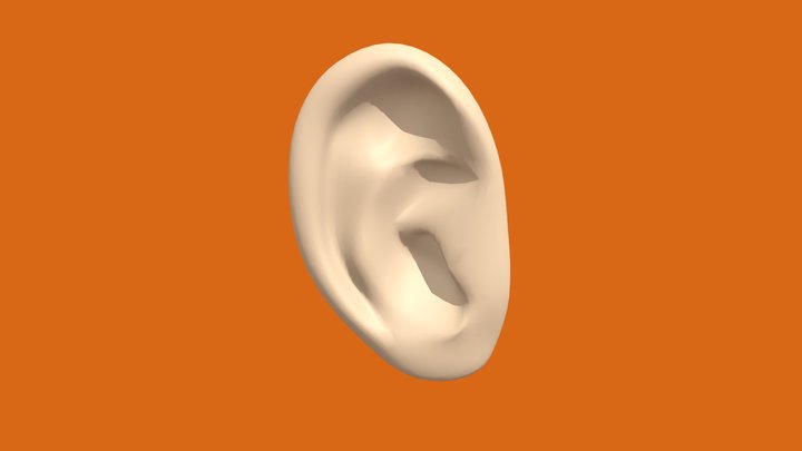 Ear 3D Model