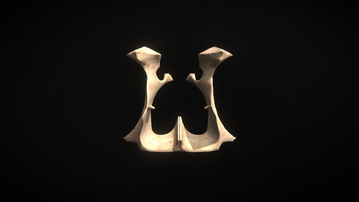 Hueso Palatino 3D Model
