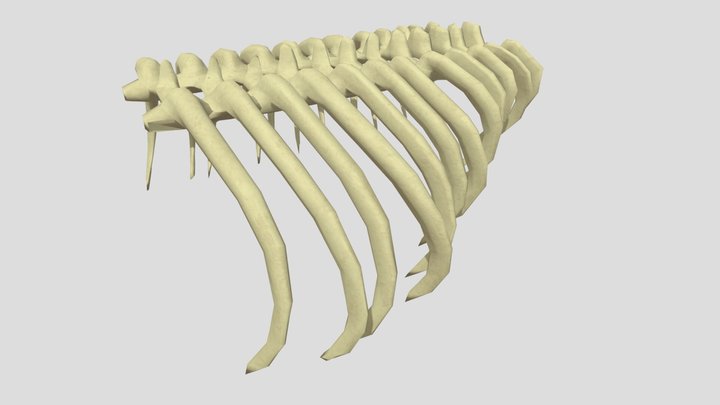 Whale Carcass Model 3D Model
