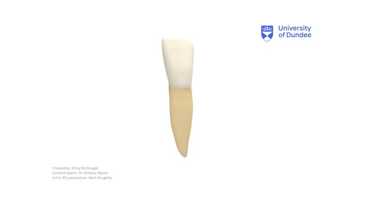 Mandibular Left Central Incisor – Modello 3D gratuito STL