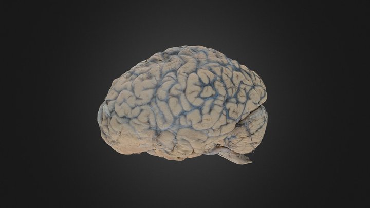 FullBrain 3D Model