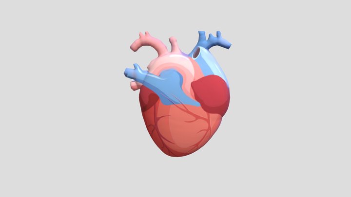 Jantung 3D Model