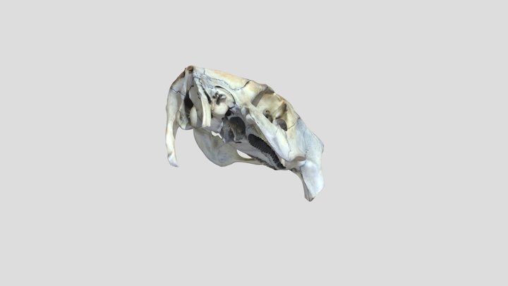 Hydrochoerus_hydrochaeris_U_SAP.ZOO.65_sca 3D Model