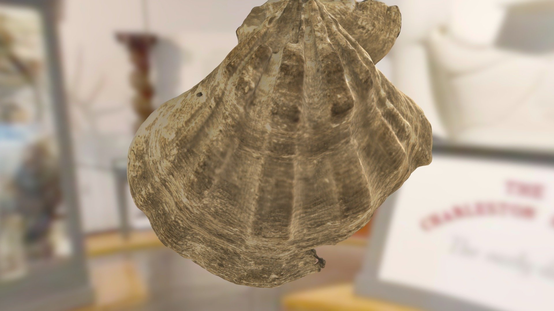 ChM 43.28.9186 - Scallop shell