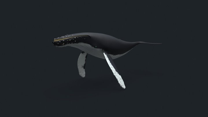 Humpback Whale 3D Model
