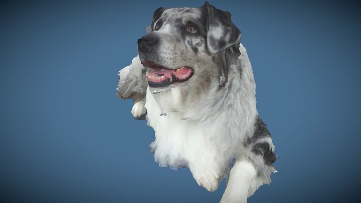Harvey the dog 3D scan  by QuickPic3D.com 3D Model