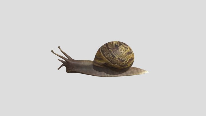 Ślimak 3D Model