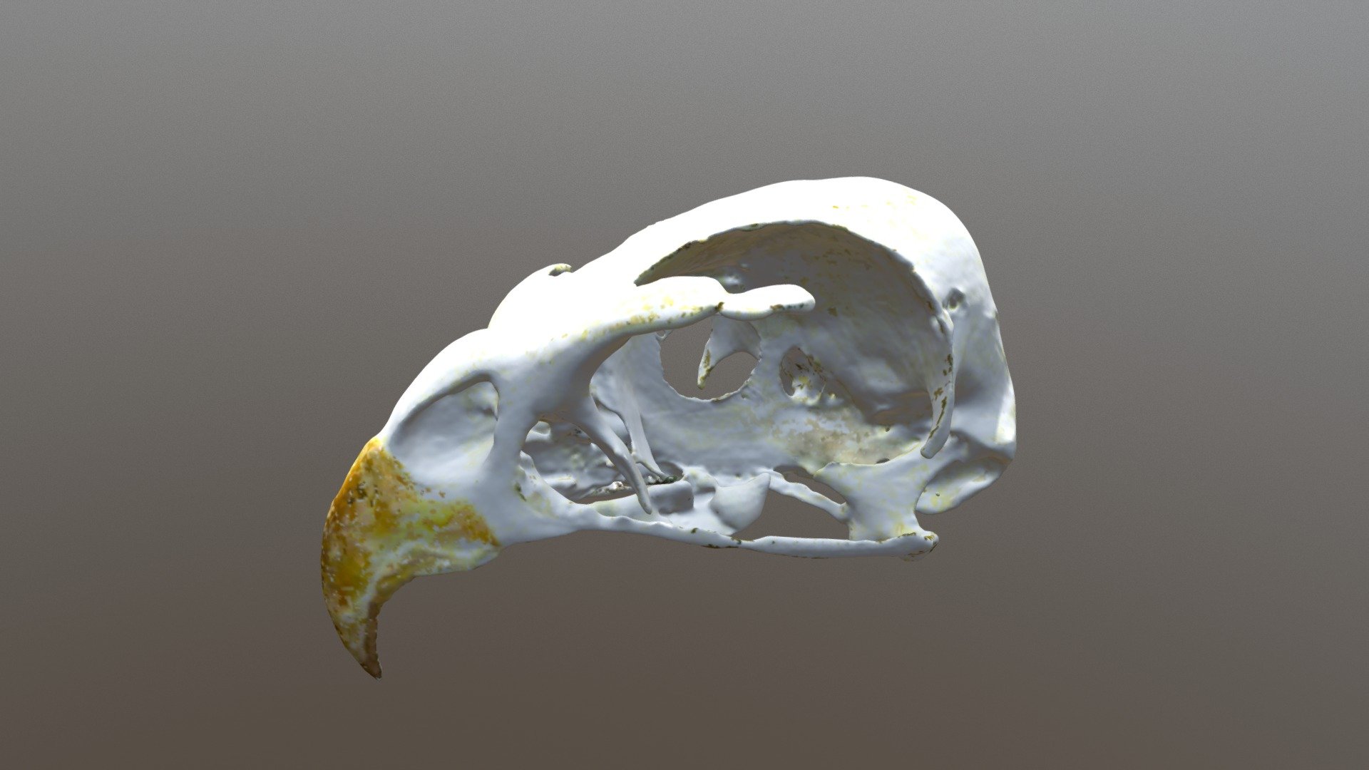 Sharp-shinned Hawk Skull (VCU_3D_3444) - Download Free 3D model by