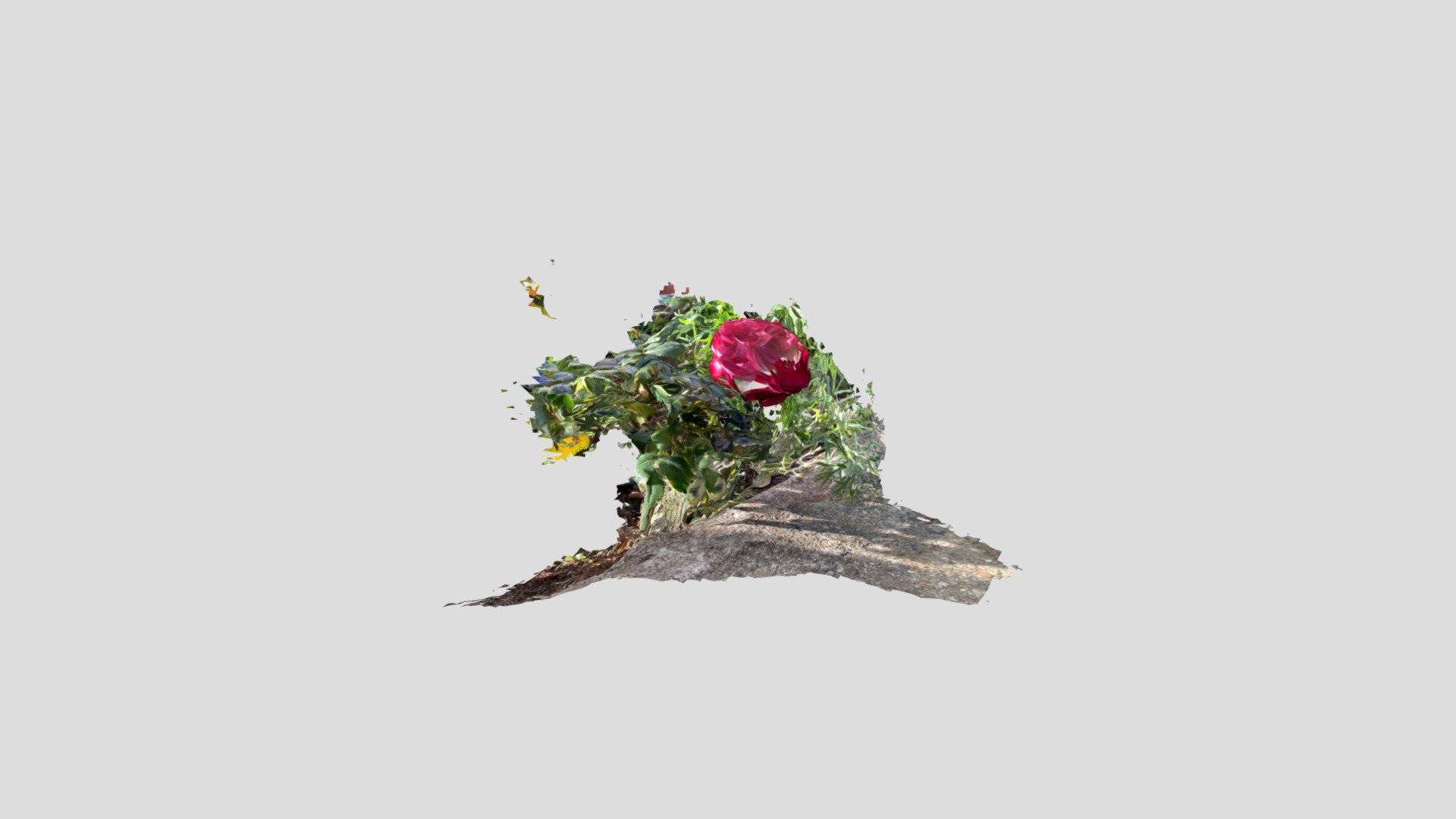 rose