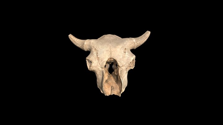 Ancient B. bison skull 3D Model