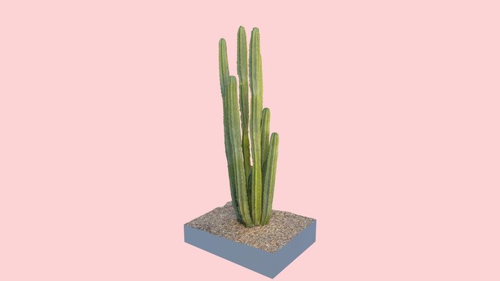 Fence Post Cactus 3D Model