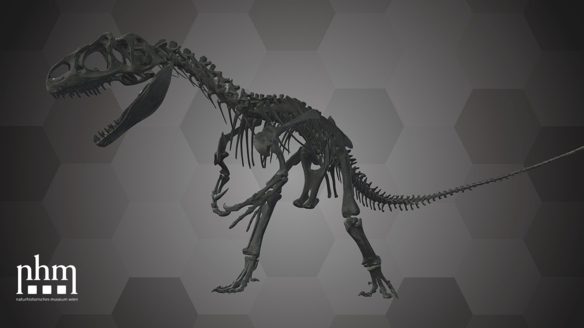 Allosaurus fragilis (NHMW-GEO-1984/0036/0000) - 3D model by Natural History  Museum Vienna (@NHMWien) [90e8960], image size:1920x1080