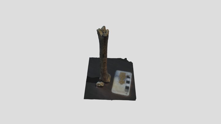 UWBM  4113 Tibia 3D Model